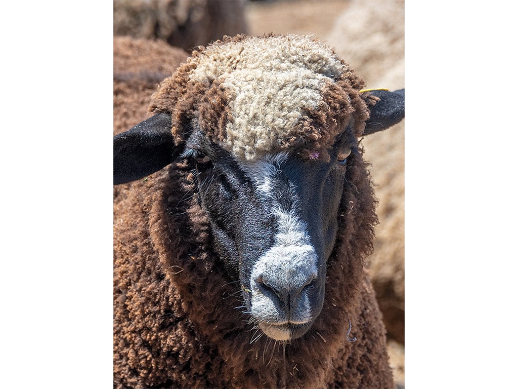 A closeup of a multi-colored sheep facing the camera.