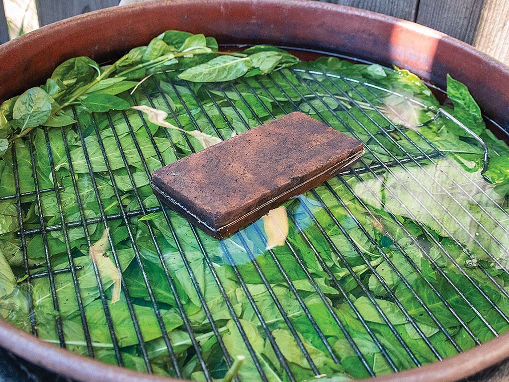 Indigo leaves steeping in a large clay pot with a weighted grate on top to keep them submerged