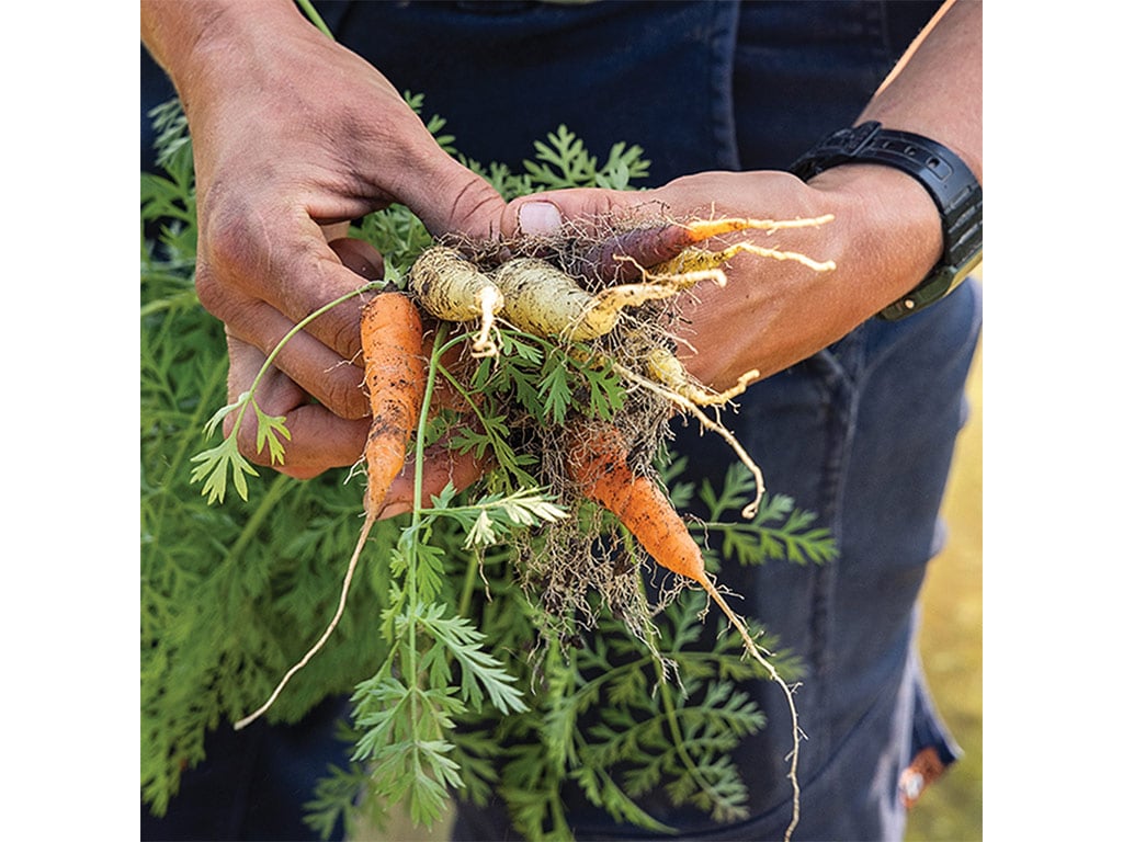 A closeup of a person's hands holding freshly harvested carrots
