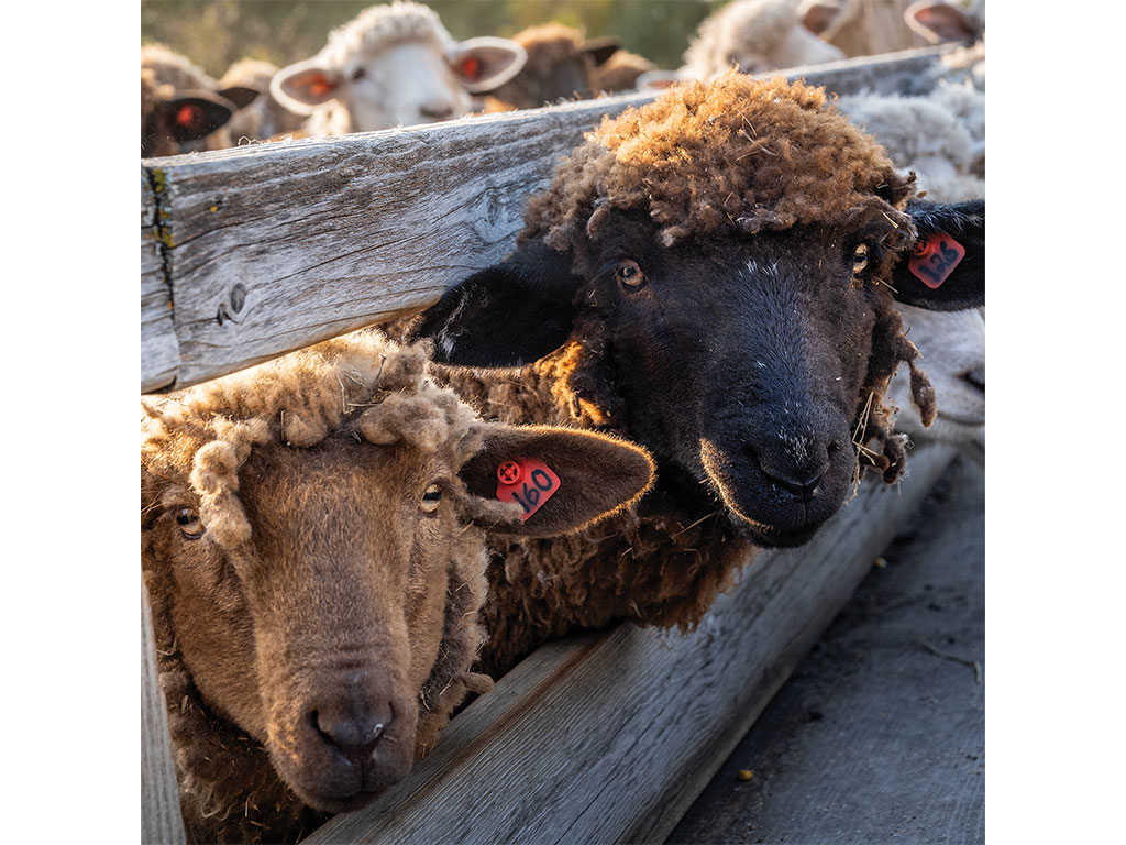 A closeup of two brown sheep in a sheep pen