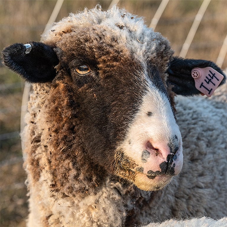 A closeup of a sheep.