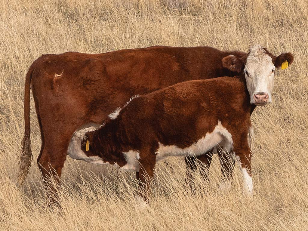 Two cows standing in a field.