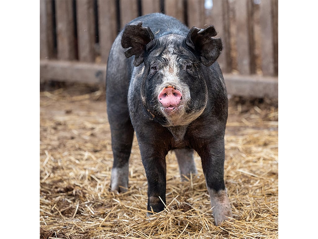 Black furred pig in pig farm