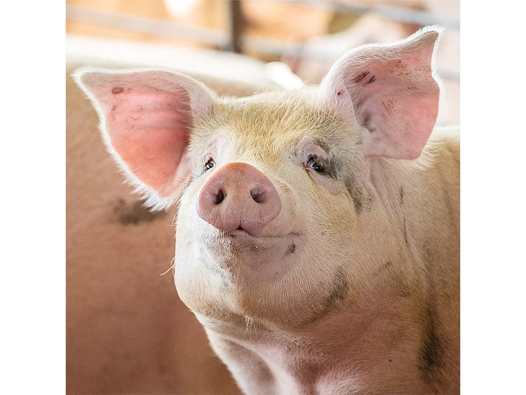 Closeup of a pink piglet in a pig farm