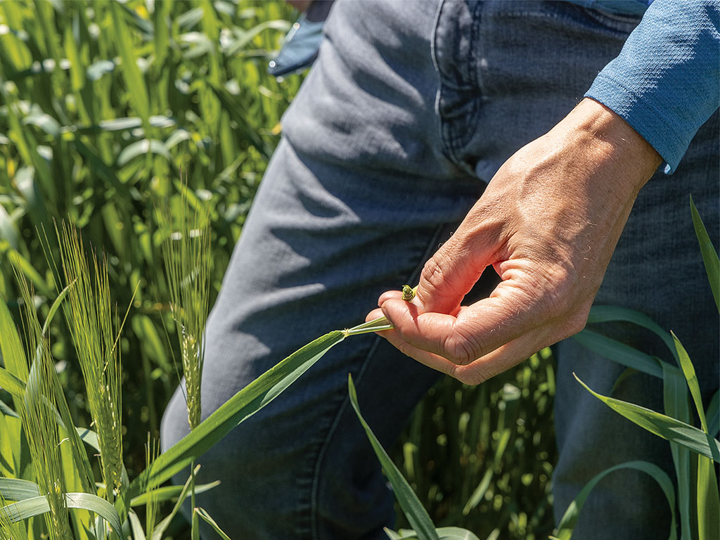Closeup of a hand holding a plant in a field of crops
