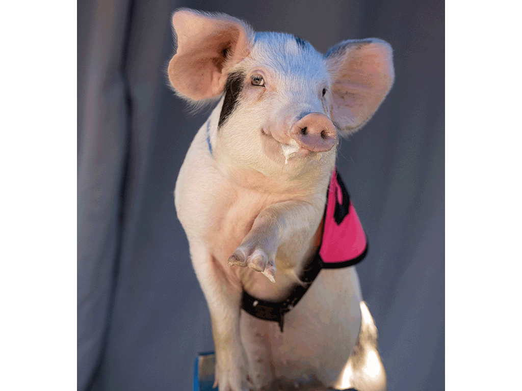 Closeup of a pink piglet with a magenta vest on almost posing for a photoshoot with one foot up