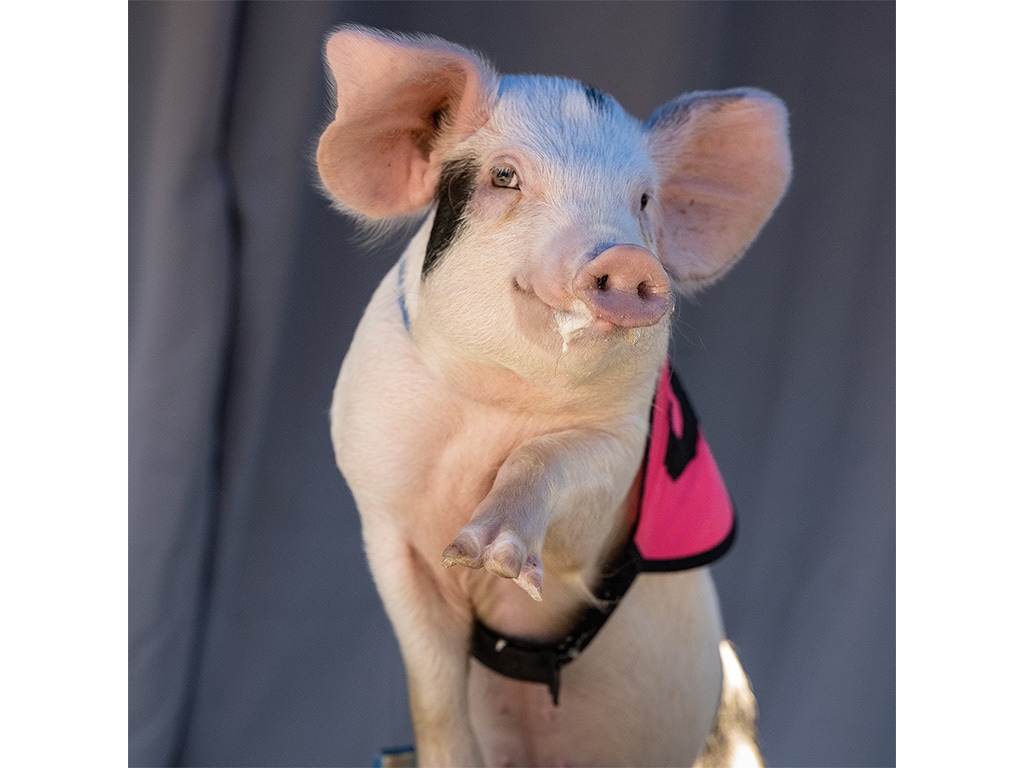 Closeup of a pink piglet with a magenta vest on almost posing for a photoshoot with one foot up