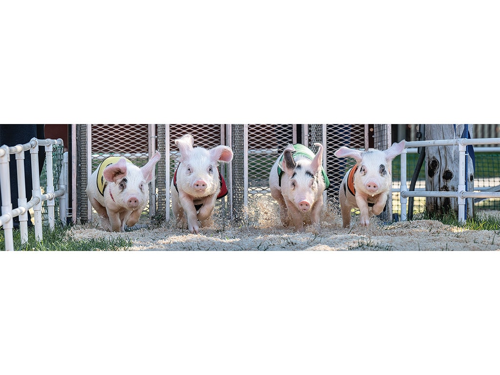 Four pigs being released at the beginning of a race