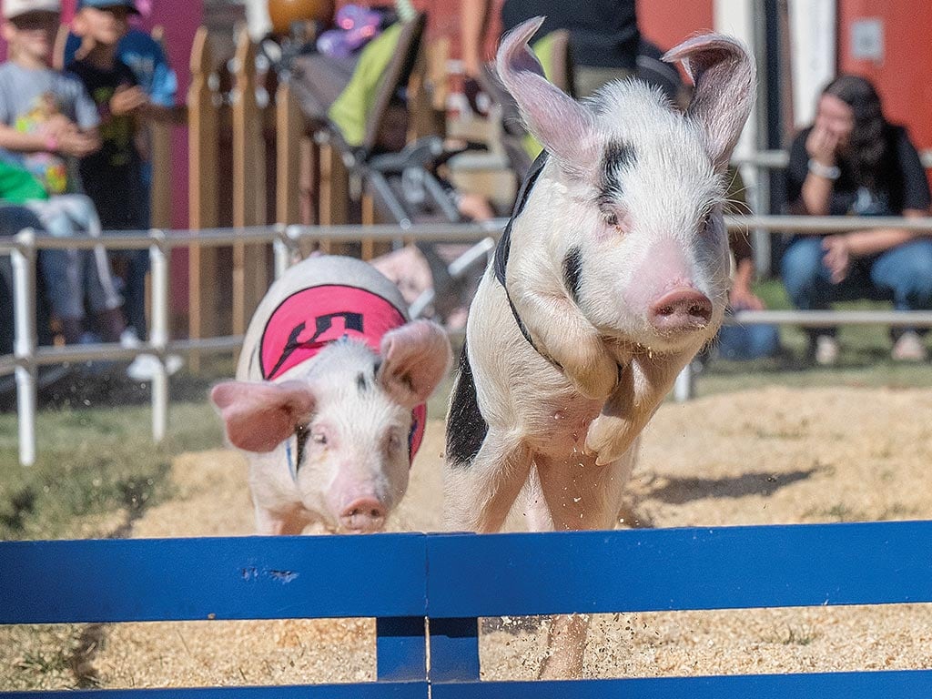 Two pigs mid-race. The pig on the left is wearing a pink vest and is just behind the pig on the right, who is jumping a hurdle.