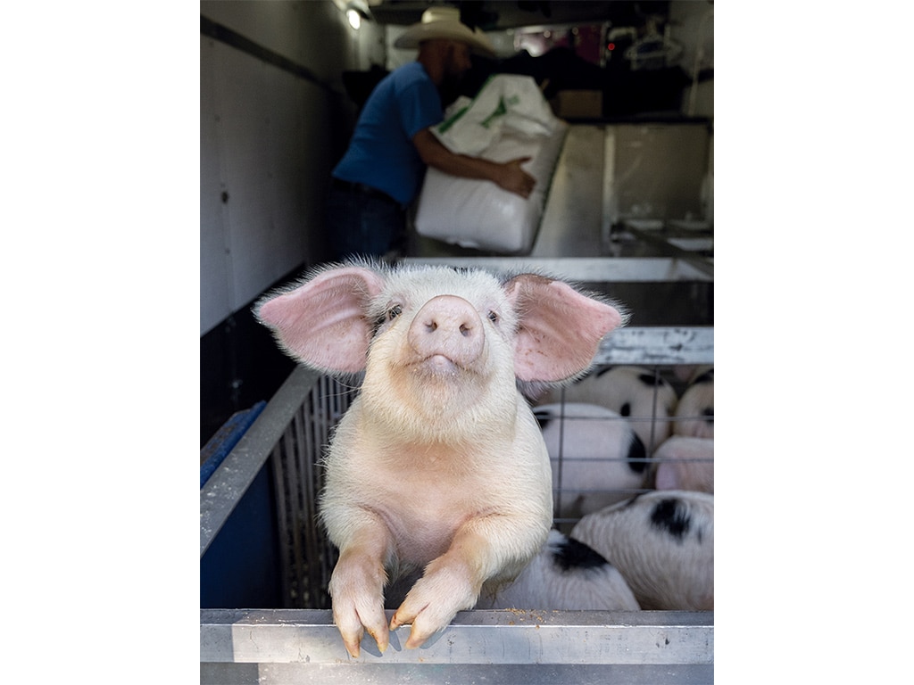 A pig perched with its head and front feet over the edge of a pen, facing forward.