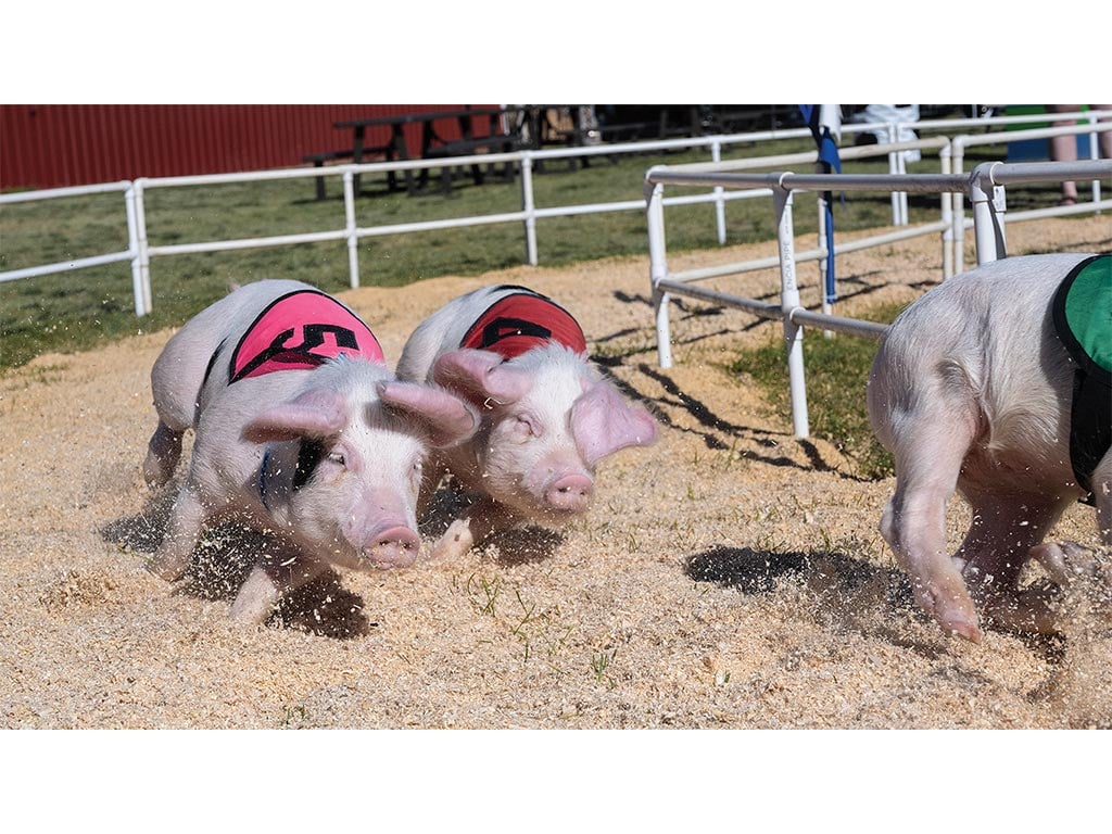 Two pigs wearing pink vests racing neck and neck, with the rear of a third pig close ahead of them.