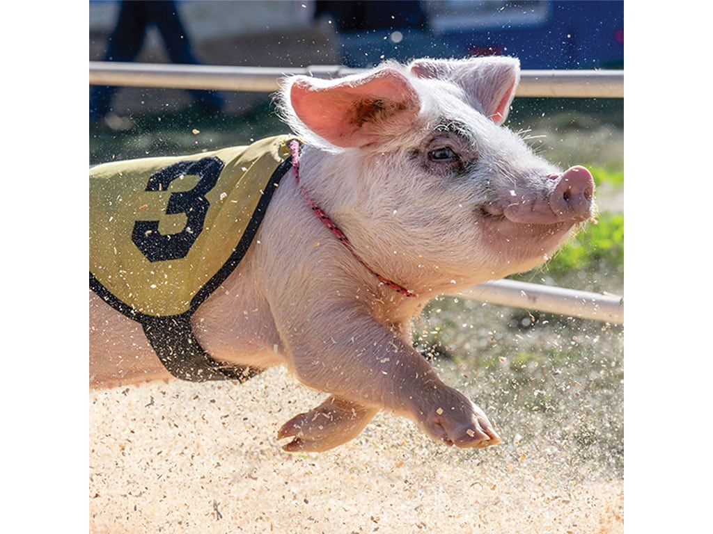 A side view of a pig wearing a yellow vest with the number 3 on it, smiling as it jumps in the air mid-race