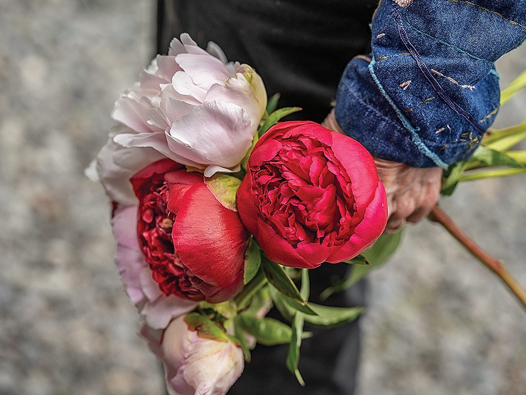 A person holding a bouquet of peonies on their left hand