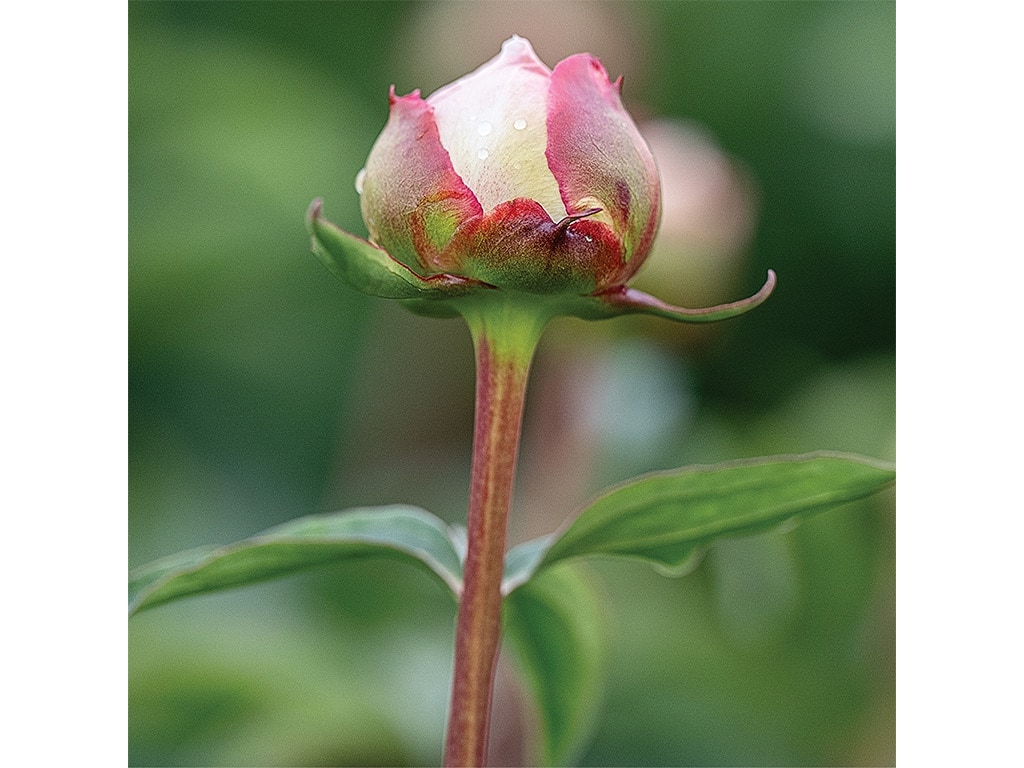A closeup of peony