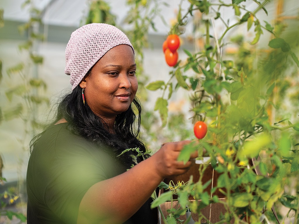 A smiling farmer picking cherry tomatoes off the vine