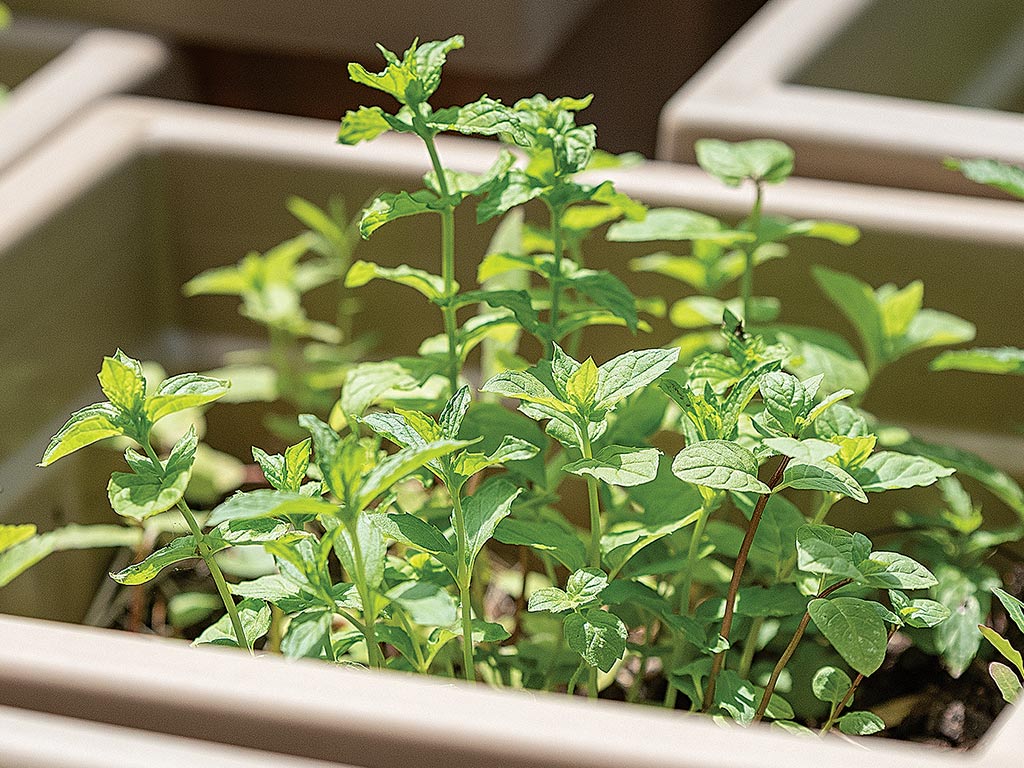 Closeup of a small plant growing in a square beige planter