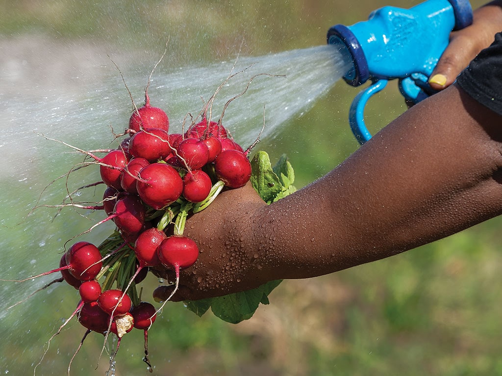 Closeup of a hand holding red radishes being sprayed with water from a bright blue spray nozzle
