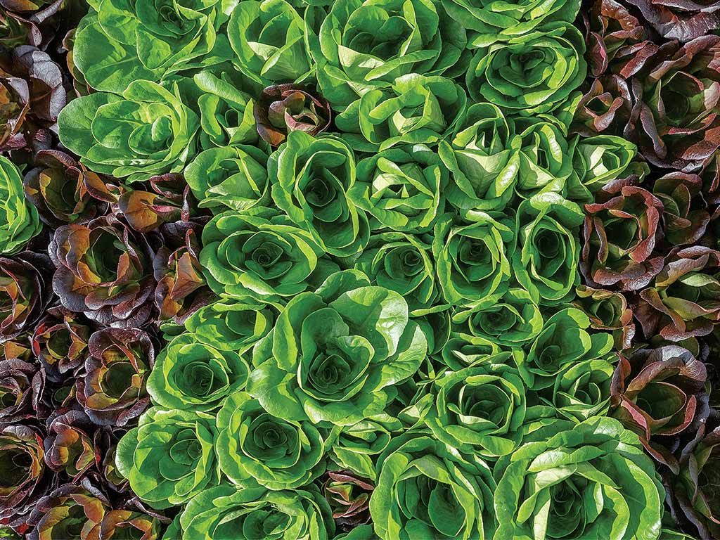 Top view of green and red leaf lettuce heads