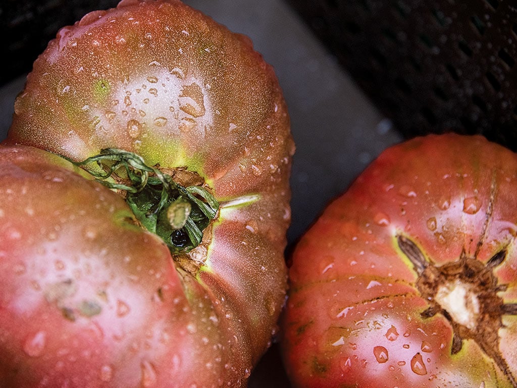 Closeup of deep red heirloom tomatoes glistening with water droplets
