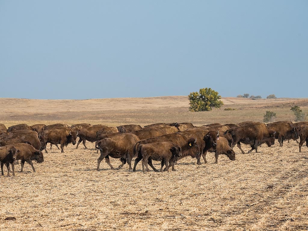 A herd of bison grazing in a field of hay