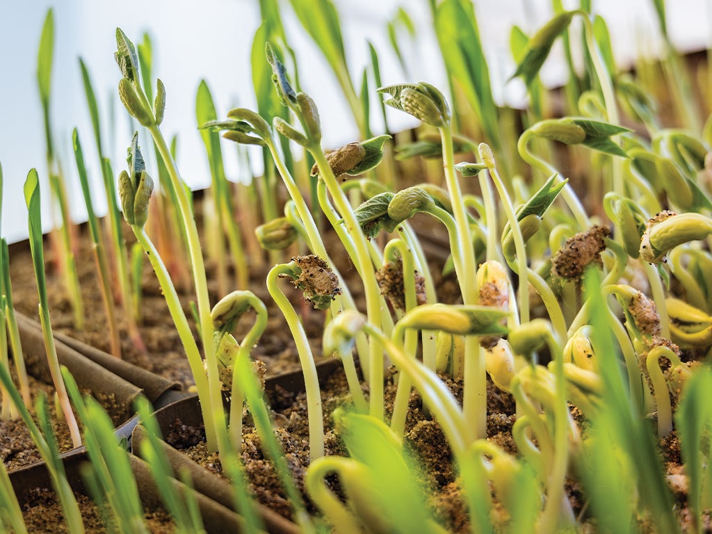 Closeup of sprouting plants in sandy soil