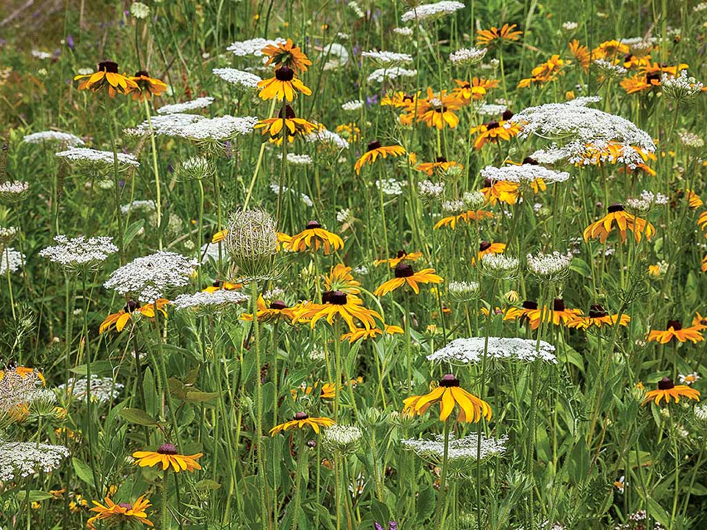 Various white and golden flowers