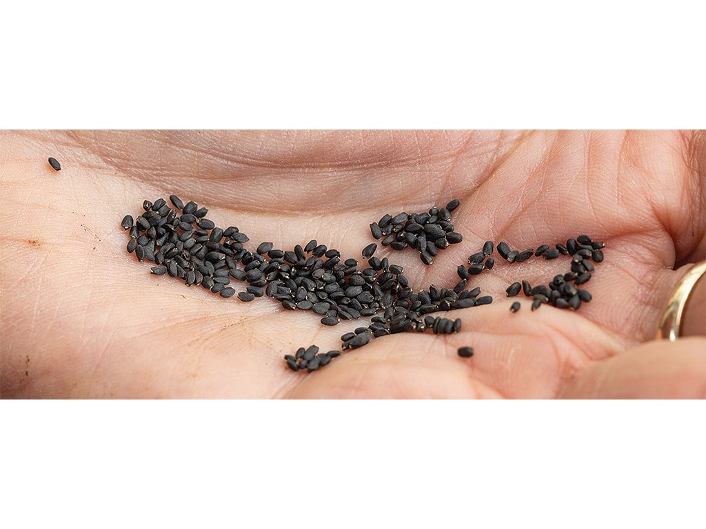 Closeup of small black seeds in the palm of a hand