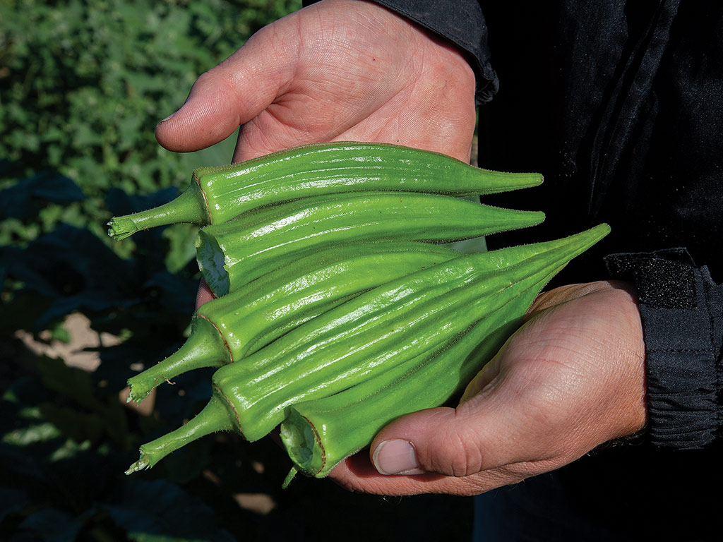 Two hands holding large green okra pods