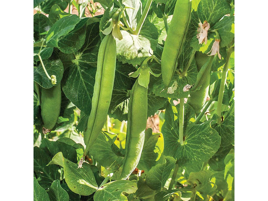 Closeup of large green beans on the vine speckled with sun