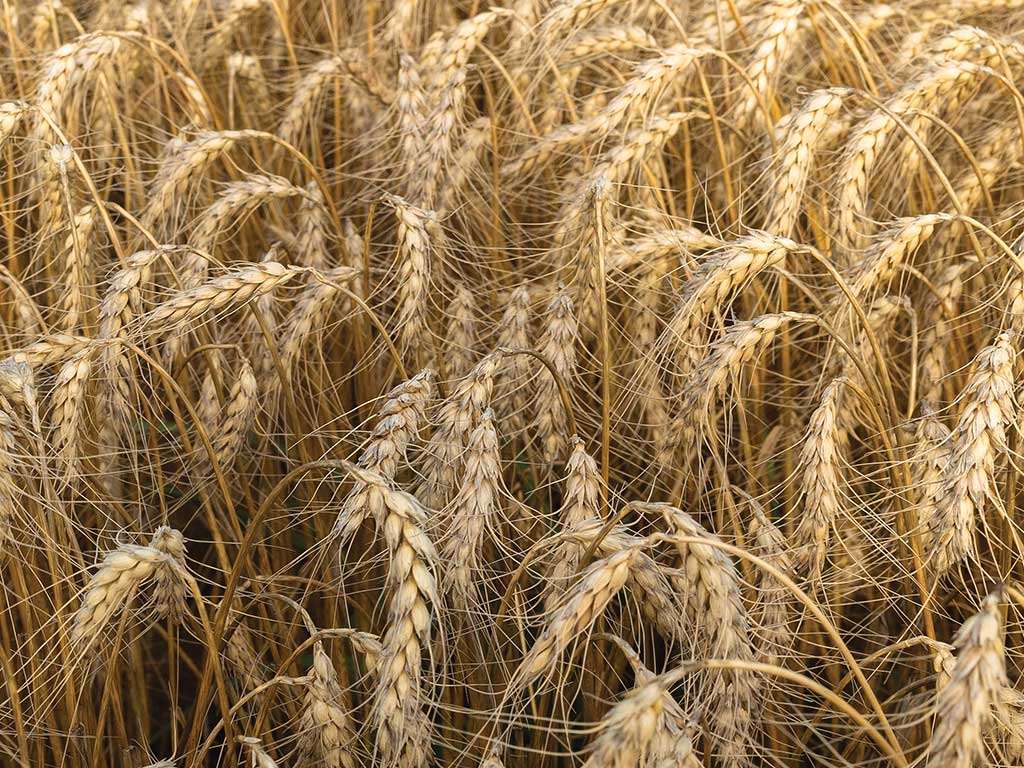 Heads of wheat