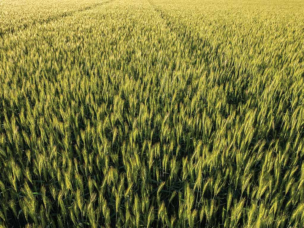 Field of wheat