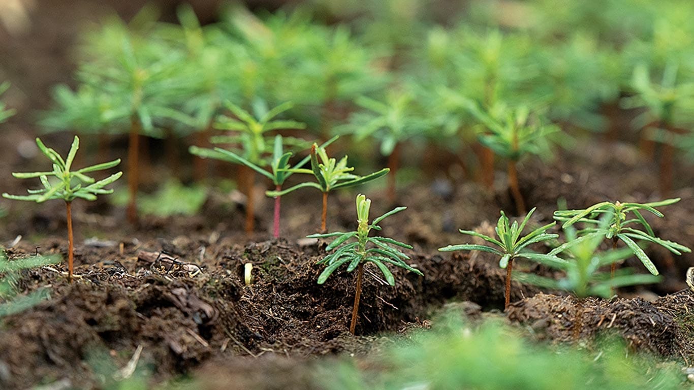 Close-up of evergreen seedlings lying on soil.