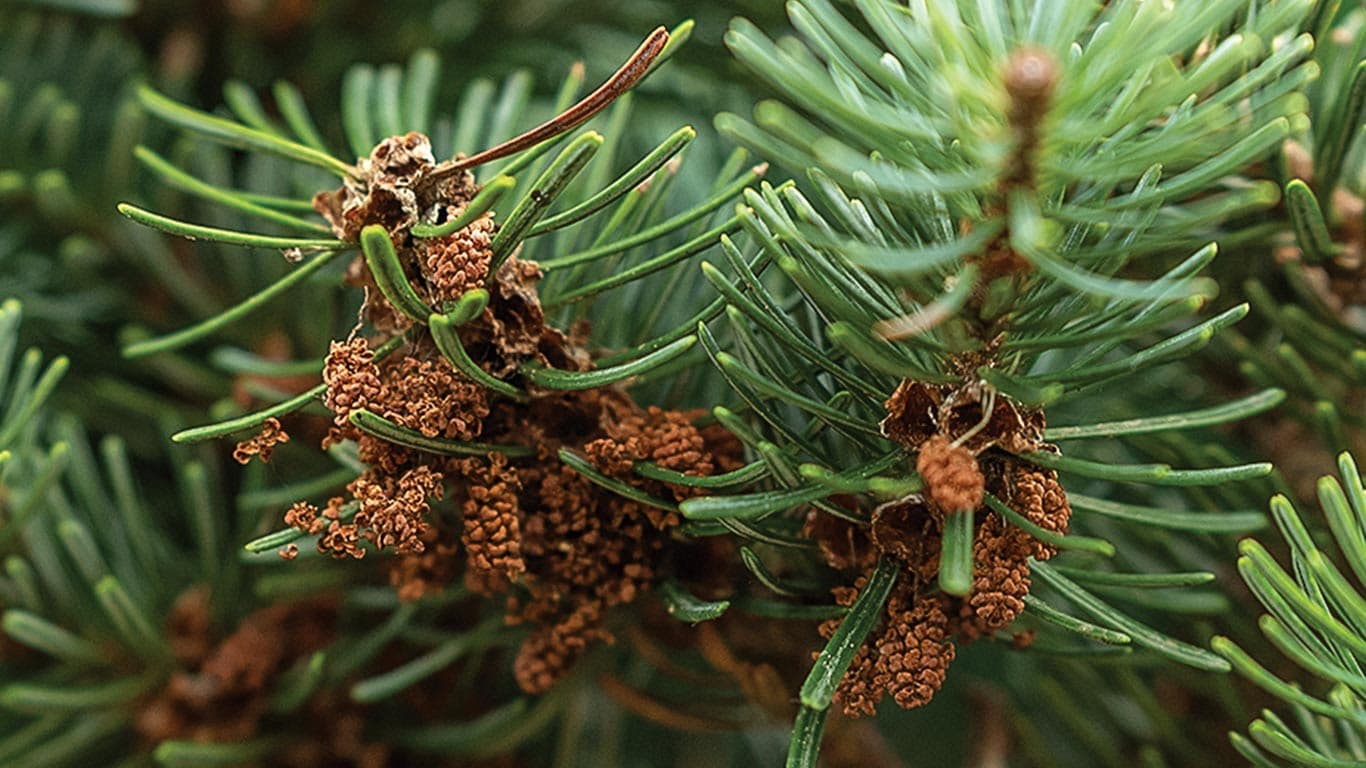 Close-up of evergreen pine cone seed branches.