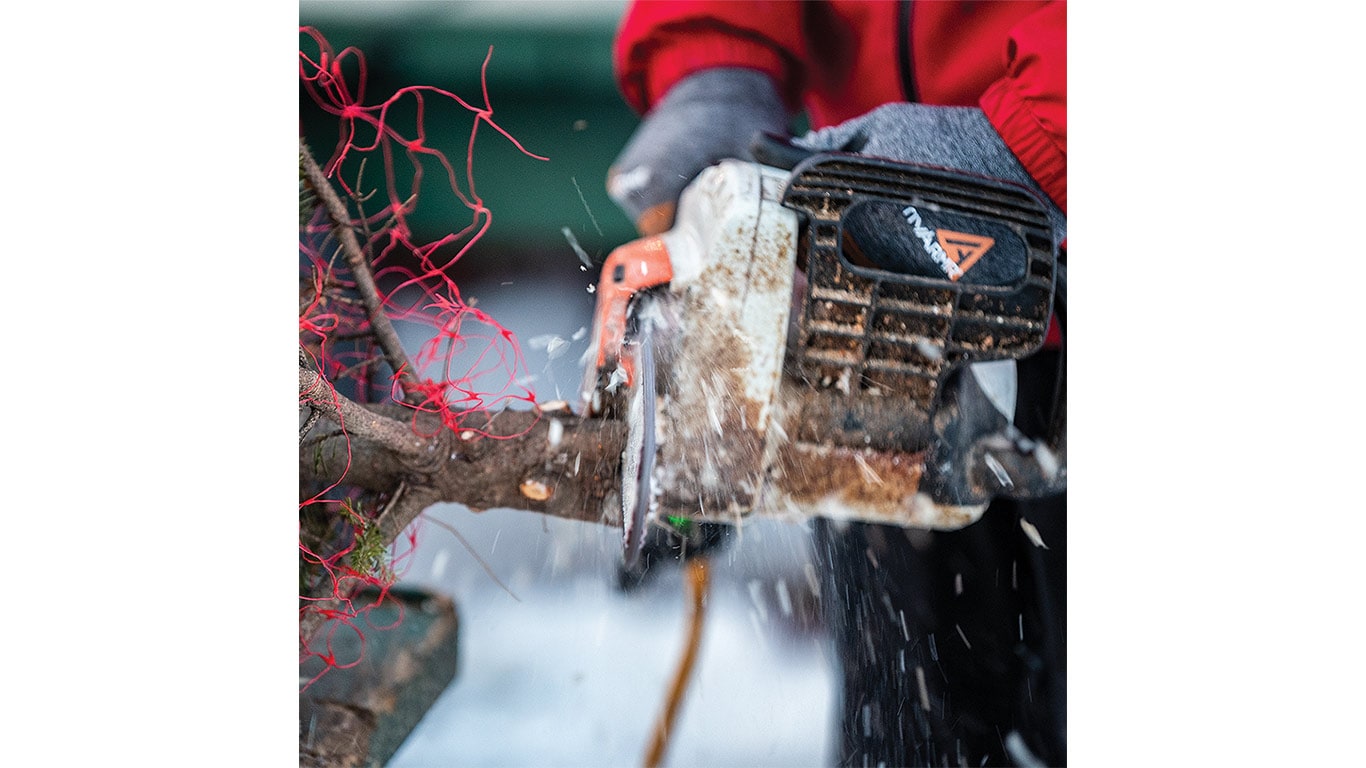 Worker cutting the base of a Christmas tree on a table.