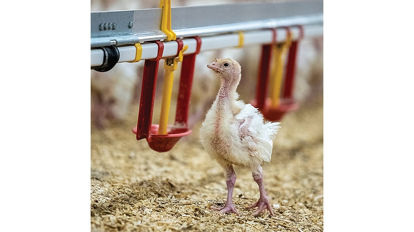A young turkey stands on bedding in a poultry barn, gazing up at a waterer mounted above.