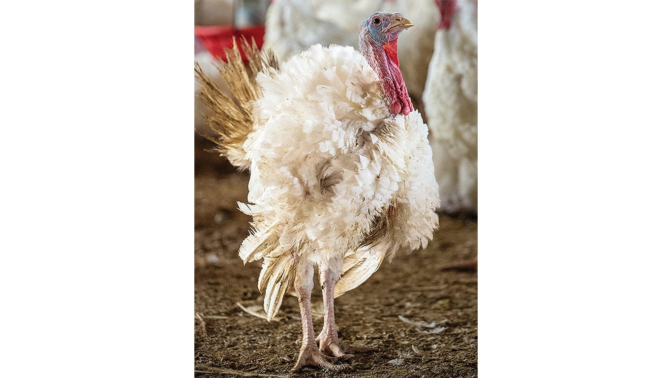 A close-up of a white turkey standing in a barn.