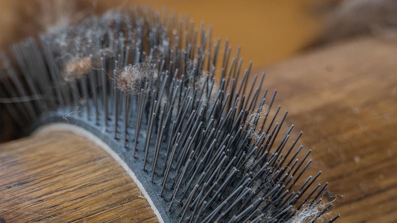 Close-up of a wooden drum with metal carding pins holding fibers for textile processing.