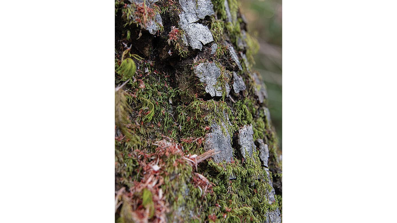 Close up of Tanoak bark.