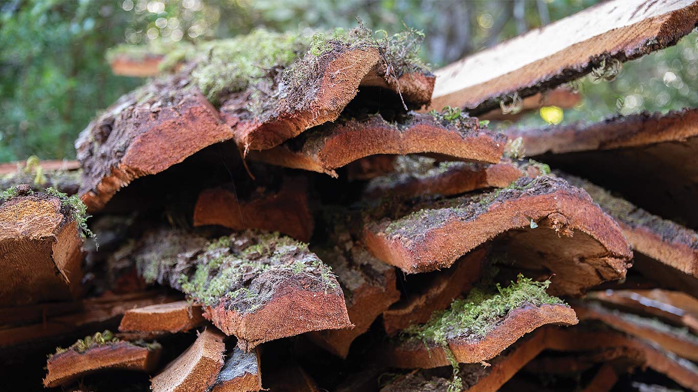 Close up layers of bark curing outdoors.