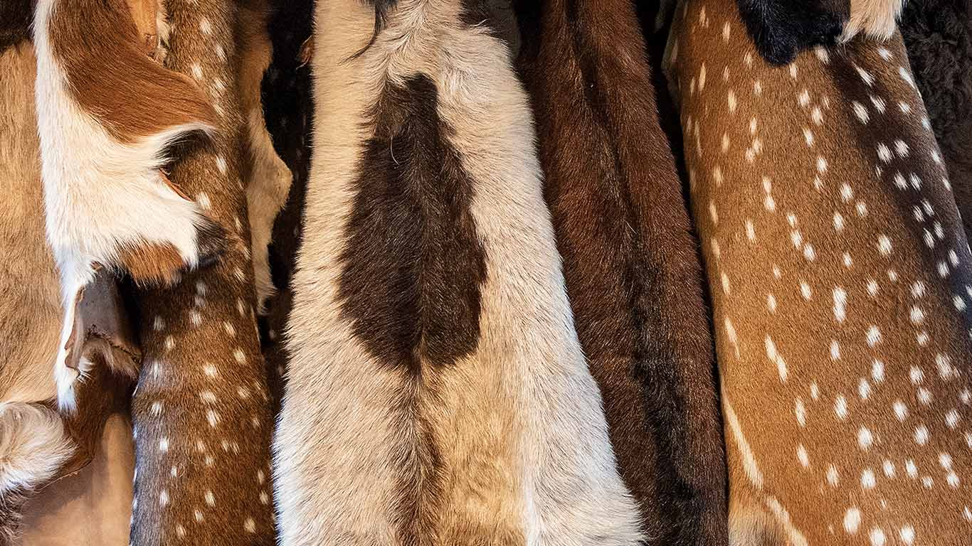 Close-up of assorted hides hanging.