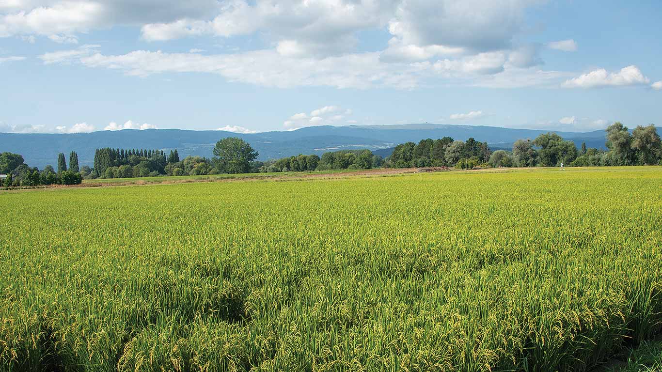 Lush green rice field under a bright blue sky.