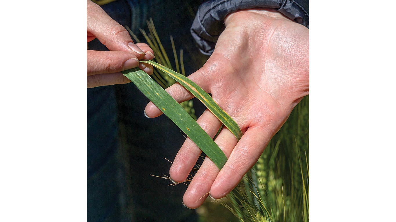 A close-up of hands holding two green grass leaves, one showing visible yellowing and discoloration.