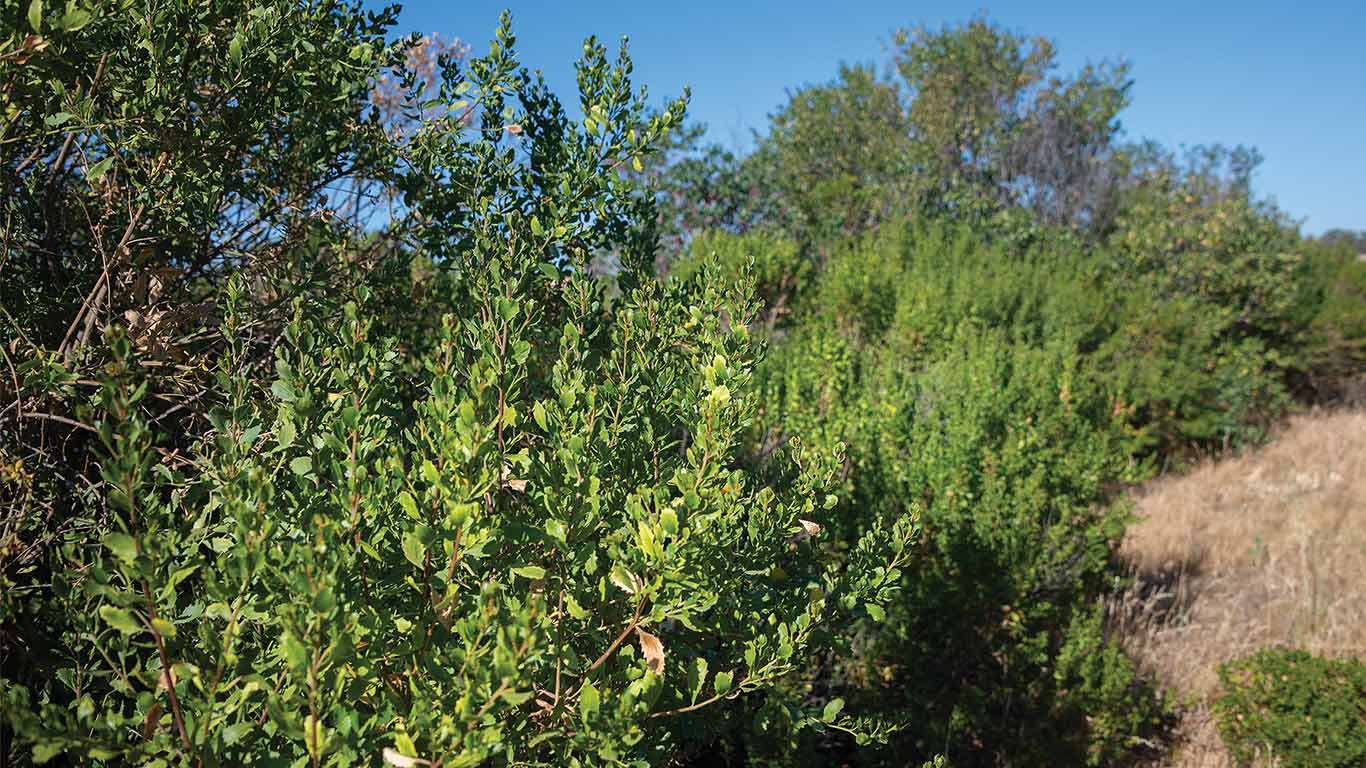 A dense thicket of green shrubs under a clear blue sky and a natural landscape.