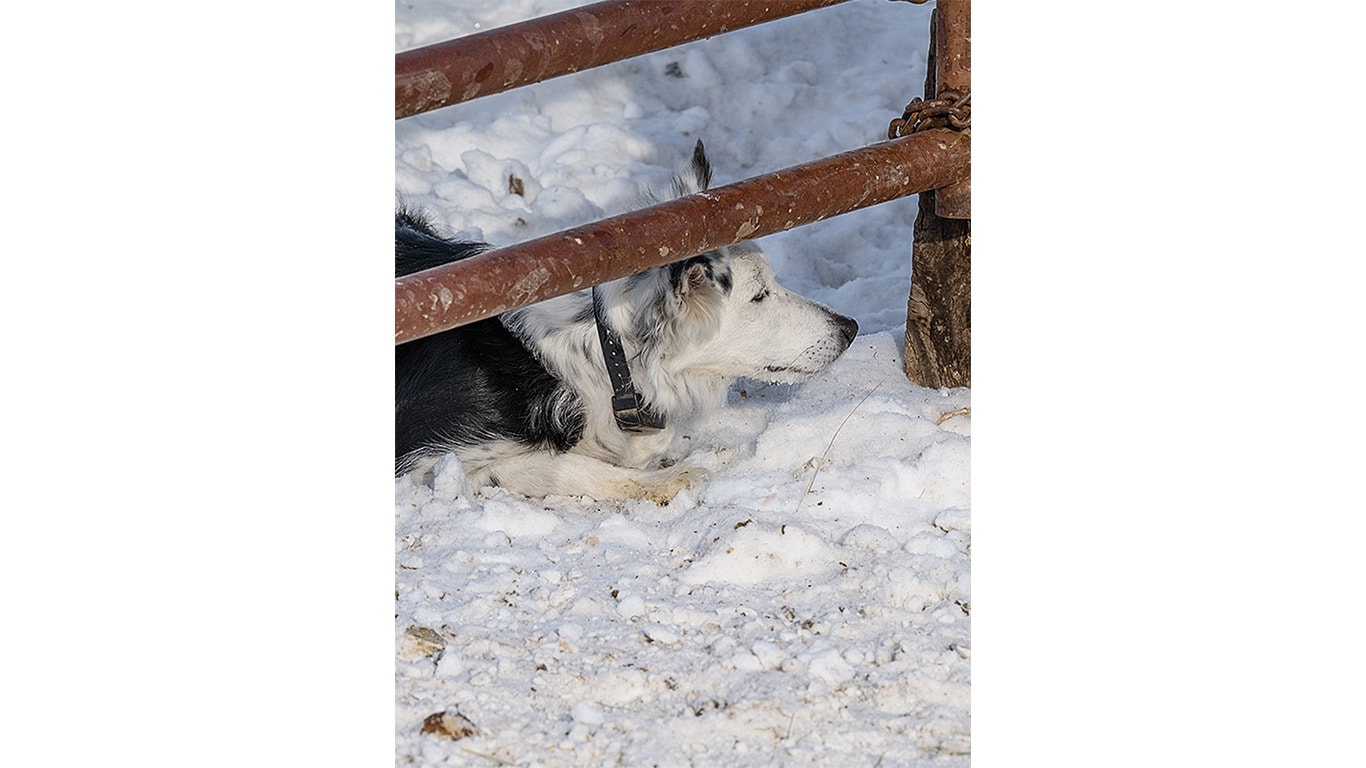 A black and white dog resting on snow, peering out from under a rusted metal fence.