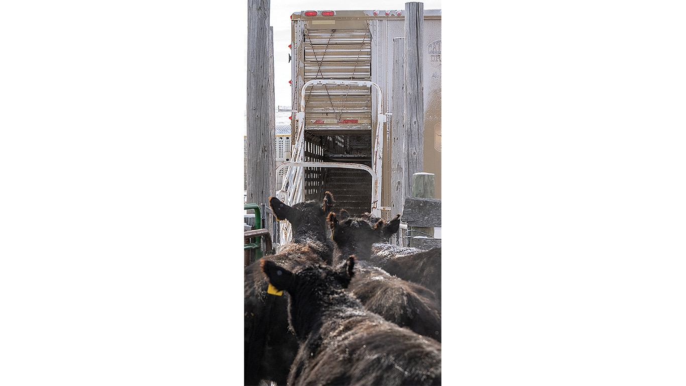 Cattles are being loaded on to the trailer.
