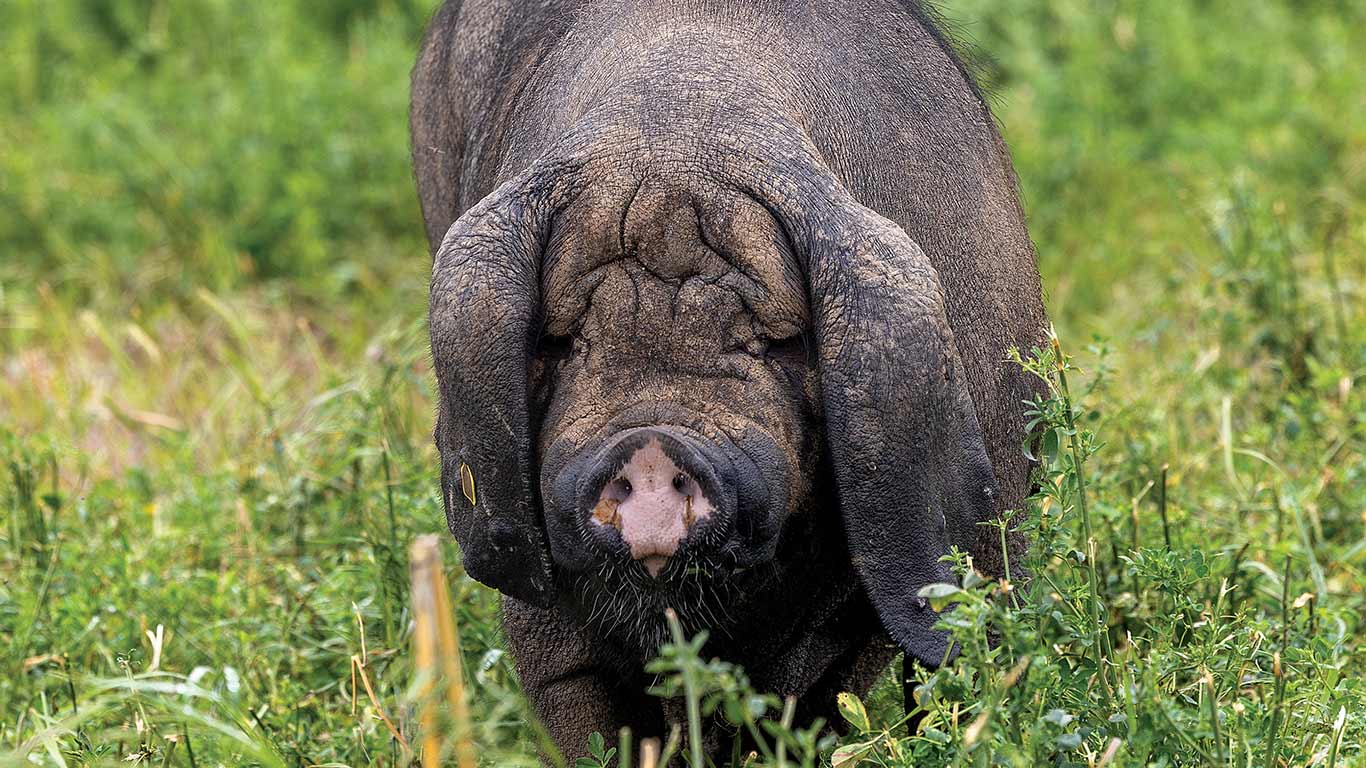 Black pig grazing in a lush green pasture with tall grass.
