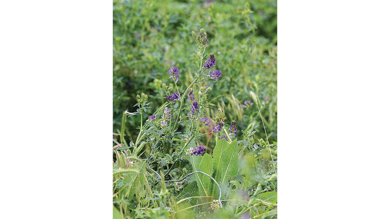 A close up of a seeded plant in a field.