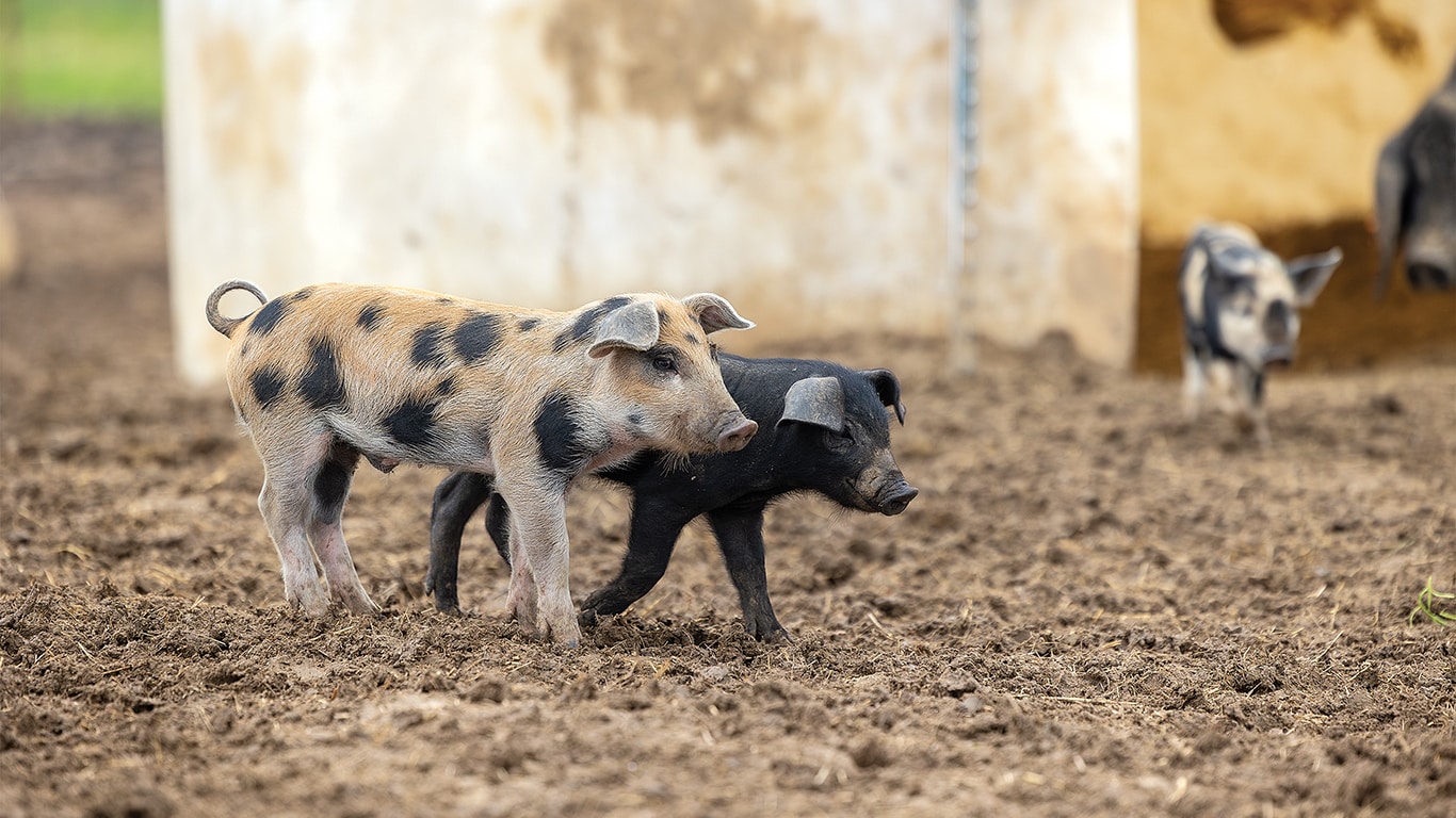 Three pigs standing in a fenced-in area.