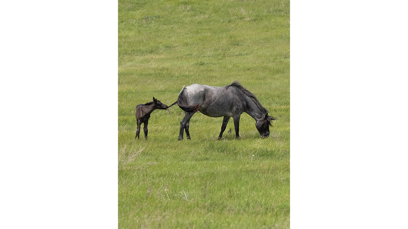 A gray adult horse grazes in a lush green field while a small black foal stands nearby