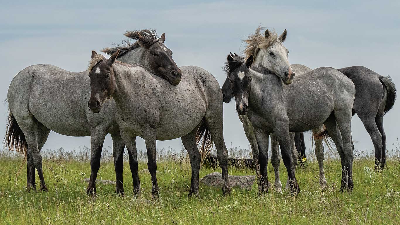 Five gray horses stand close together on a grassy prairie under a cloudy sky.